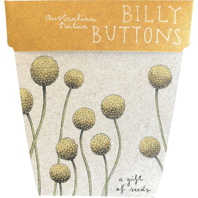 Sow 'n Sow Gift of Seeds Billy Buttons - Dr Earth - Garden & Pets