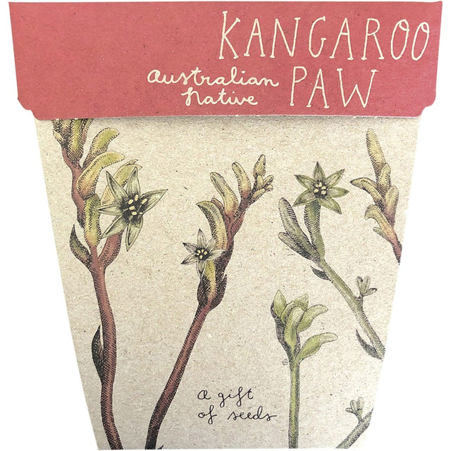 Sow 'n Sow Gift of Seeds Kangaroo Paw - Dr Earth - Garden & Pets