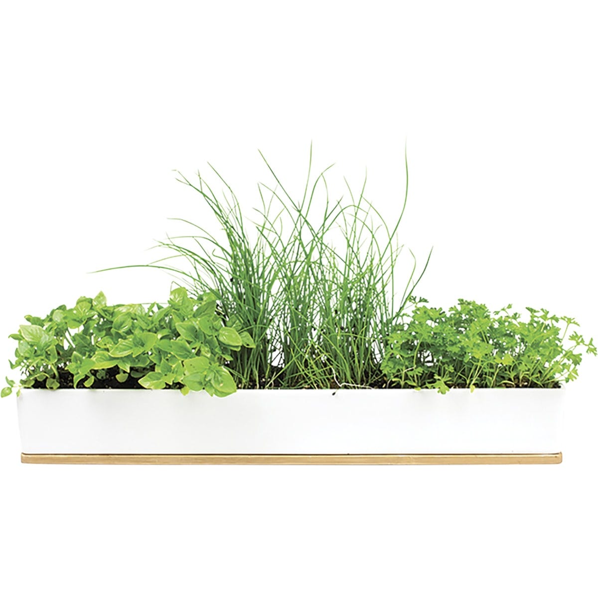 Urban Greens Windowsill Grow Kit Microherbs 45x8x6cm - Dr Earth - Garden & Pets